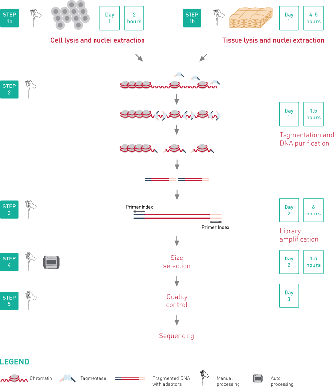 ATAC-seq kit workflow