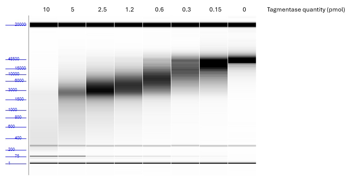 Example of results - Tagmentation of Lambda DNA
