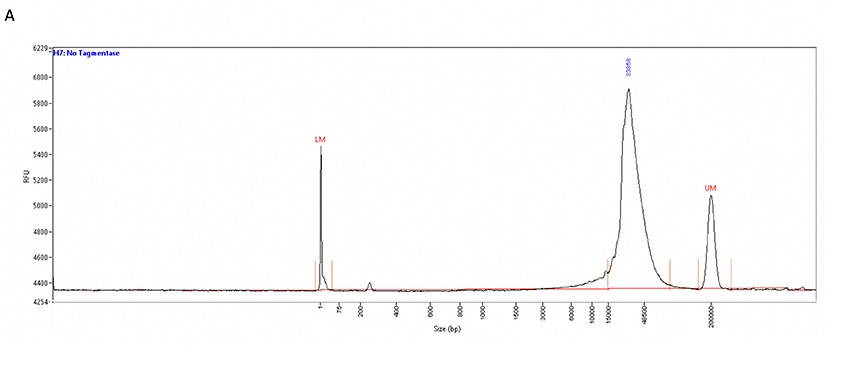 Tn5 transposase