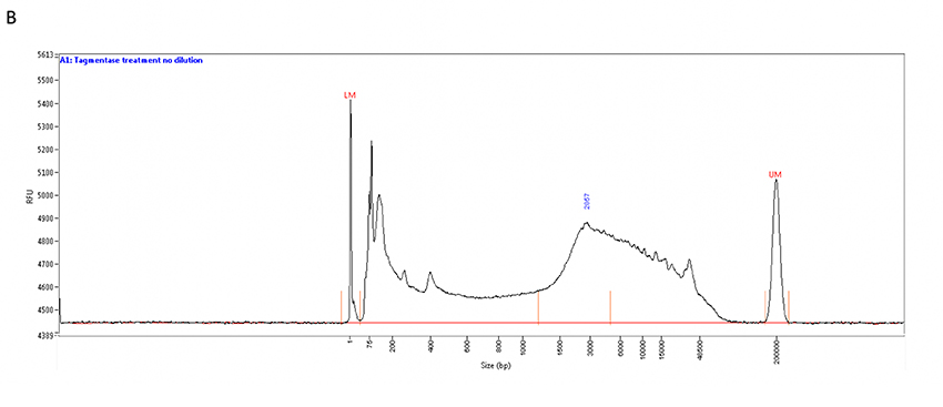 Tagmentase Tn5 transposase