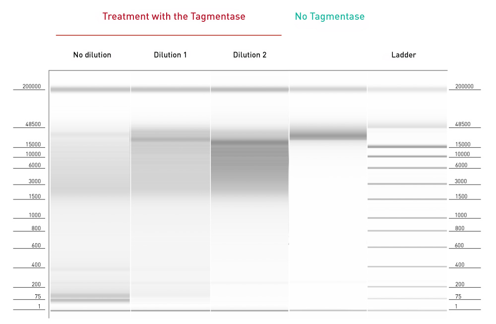 Tn5 transposase perfect for NGS