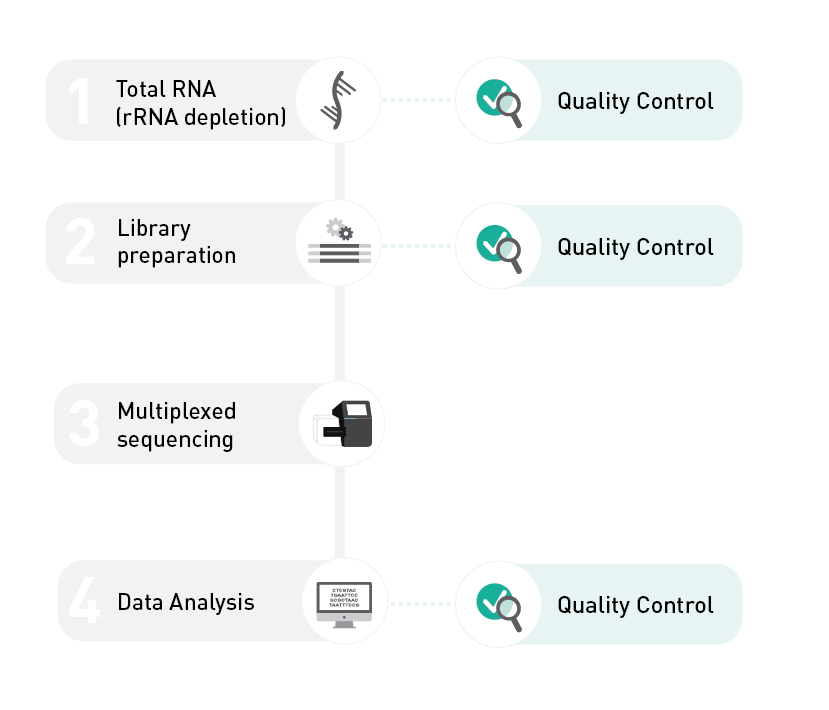 Total RNA-seq Service