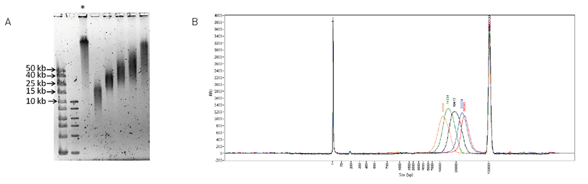 DNA Shearing Device