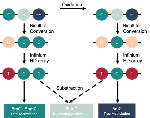 Infinium MethylationEPIC and Hydroxymethylation oxEPIC Services