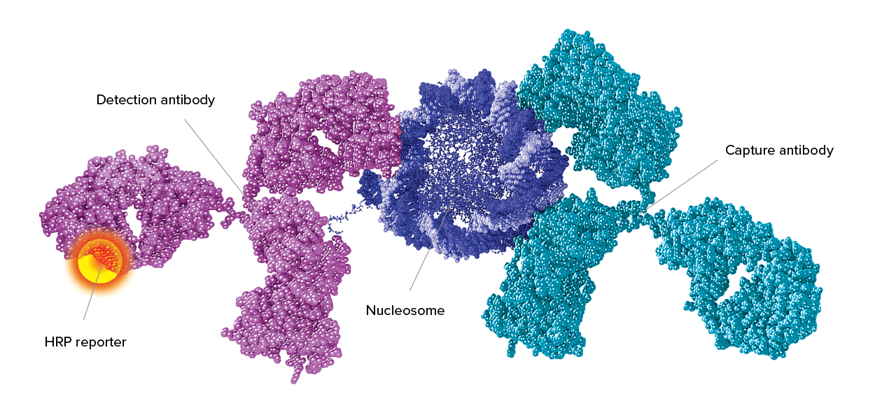 Double Antibody Around Nucleosome